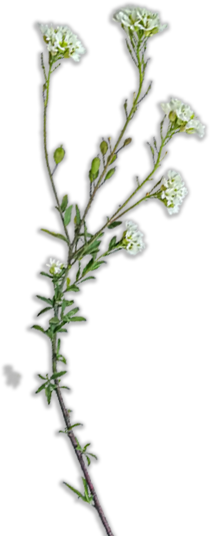 flower2