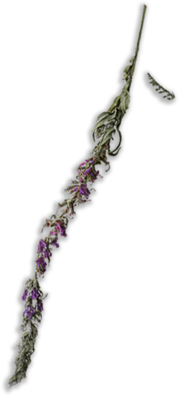 flower4